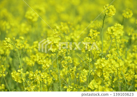 Rape field I saw someday Rape field I saw someday 139103623