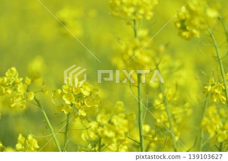 Rape field I saw someday 139103627