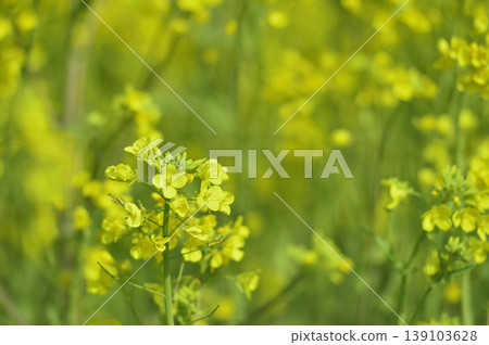 Rape field I saw someday Rape field I saw someday 139103628