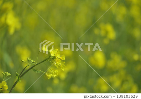 Rape field I saw someday Rape field I saw someday 139103629