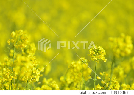 Rape field I saw someday Rape field I saw someday 139103631