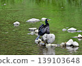 A fierce-looking cormorant covered in black feathers. 139103648