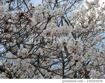 Somei Yoshino cherry blossoms are in full bloom in front of Takasu Sports Center. Somei Yoshino cherry blossoms are in full bloom in front of Takasu Sports Center. 139103839