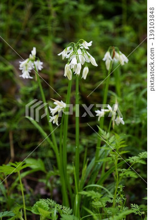 white mitsukado green onion flower 139103848