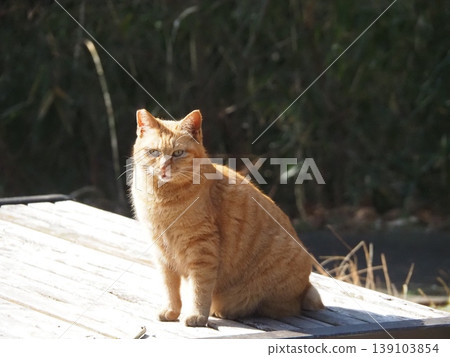 A brown and white cat with a split face sitting on a bench A brown and white cat with a split face sitting on a bench 139103854