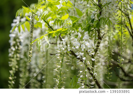 Spectacular view of spring flower wisteria blooming in the ancient forest Spectacular view of spring flower wisteria blooming in the ancient forest 139103891