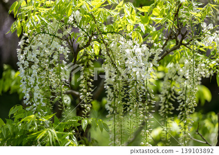 Spectacular view of spring flower wisteria blooming in the ancient forest 139103892