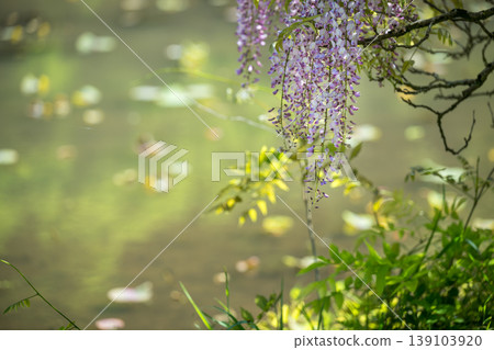 Spectacular view of spring flower wisteria blooming in the ancient forest Spectacular view of spring flower wisteria blooming in the ancient forest 139103920