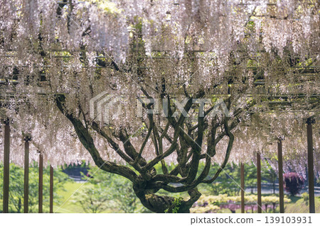 Spectacular view of spring flower wisteria blooming in the ancient forest Spectacular view of spring flower wisteria blooming in the ancient forest 139103931