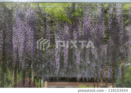 Spectacular view of spring flower wisteria blooming in the ancient forest Spectacular view of spring flower wisteria blooming in the ancient forest 139103934