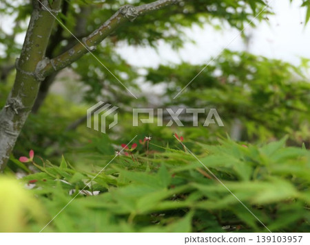 In April, the red and pink winged fruits of the maple tree began to emerge from the leaves. 139103957