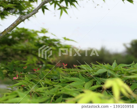 In April, the red and pink winged fruits of the maple tree began to emerge from the leaves. In April, the red and pink winged fruits of the maple tree began to emerge from the leaves. 139103958