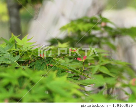 In April, the red and pink winged fruits of the maple tree began to emerge from the leaves. 5 139103959