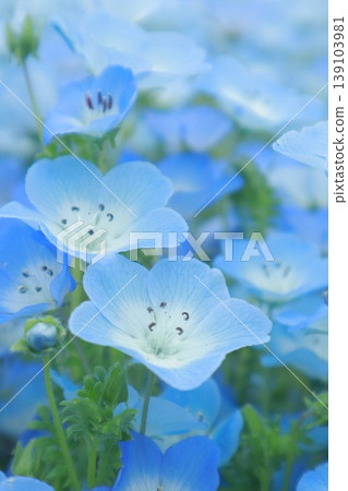 淡色粉蝶花的特寫(柔焦) 淡色粉蝶花的特寫(柔焦) 139103981