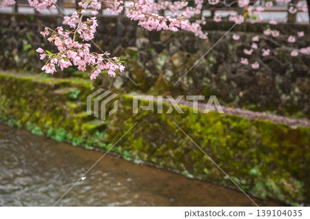 260411 Enakogawa Sakura z080 139104035