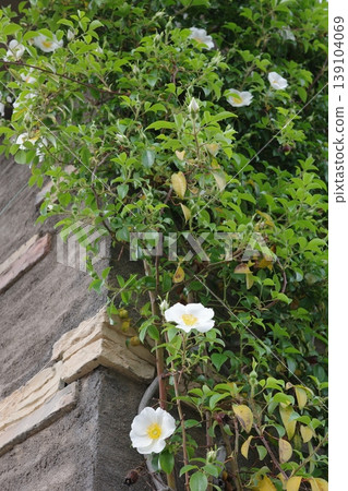 Naniwa rose (Rosa japonica) blooming as it creeps along the wall. Naniwa rose (Rosa japonica) blooming as it creeps along the wall. 139104069
