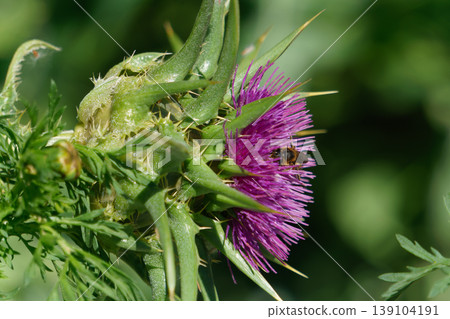Bee collecting pollen on purple thistle flower Bee collecting pollen on purple thistle flower 139104191