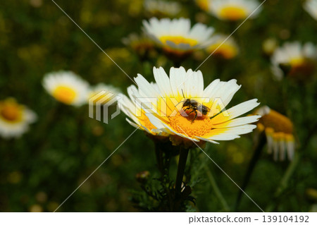 Bee pollinating daisy flower collecting pollen 139104192