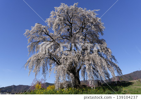 A single cherry tree in Takayama Village, Nagano Prefecture (Wabi's Cherry Tree) A single cherry tree in Takayama Village, Nagano Prefecture (Wabi's Cherry Tree) 139104237