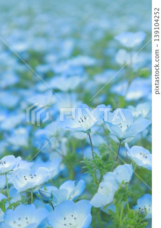 春天盛開的蓬鬆藍色粉蝶花 春天盛開的蓬鬆藍色粉蝶花 139104252