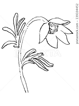 A hand-drawn line art illustration of blooming pasqueflowers. A hand-drawn line art illustration of blooming pasqueflowers. 139104452