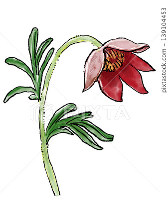 Hand-drawn line art and watercolor illustration of blooming pasqueflowers. Hand-drawn line art and watercolor illustration of blooming pasqueflowers. 139104453