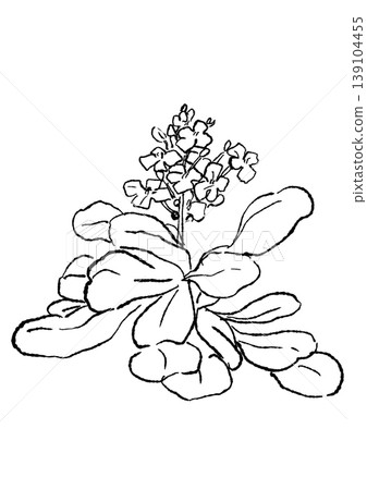 一幅手繪線條藝術插圖，描繪了盛開的西洋菜花。 139104455
