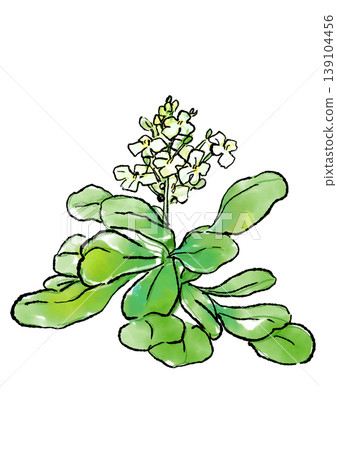 Hand-drawn line art and watercolor illustration of blooming watercress flowers Hand-drawn line art and watercolor illustration of blooming watercress flowers 139104456