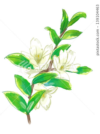 一幅手繪水彩插圖，描繪了盛開的溲疏花。 139104463