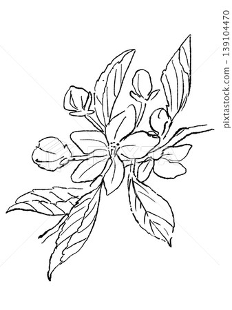 A hand-drawn line art illustration of apple blossoms in full bloom. A hand-drawn line art illustration of apple blossoms in full bloom. 139104470