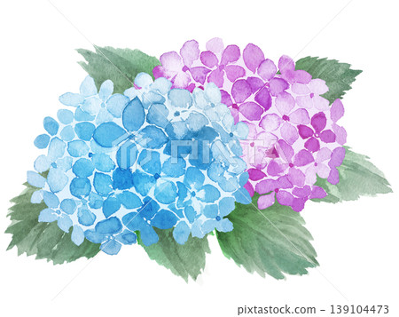 Watercolor hydrangea illustration 139104473