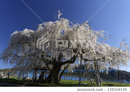 A single cherry tree in Takayama Village, Nagano Prefecture (Futatsuishi Weeping Cherry Tree) 139104536