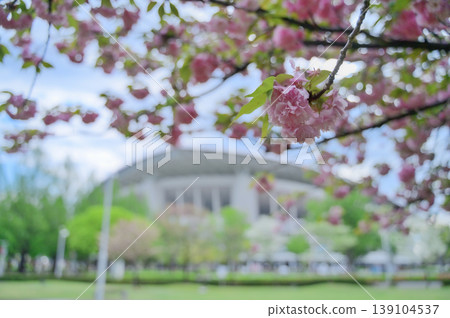 Double cherry blossoms and the spring scenery of Saitama Stadium 139104537