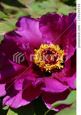 purple button flower 139104558