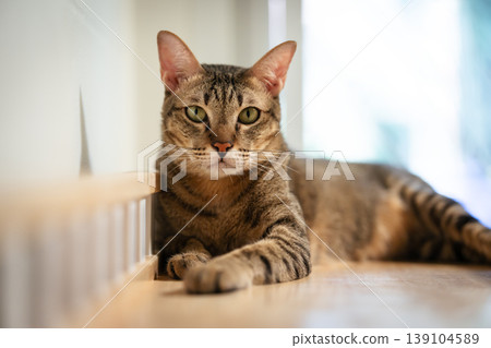 tabby cat resting on a modern wooden cat climber, cat tree tower tabby cat resting on a modern wooden cat climber, cat tree tower 139104589