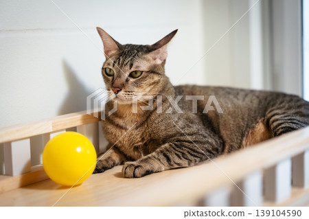 tabby cat looking at a yellow ball toy on a modern wooden cat climber, cat tree tower tabby cat looking at a yellow ball toy on a modern wooden cat climber, cat tree tower 139104590