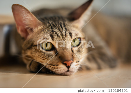 tabby cat resting on a modern wooden cat climber, cat tree tower tabby cat resting on a modern wooden cat climber, cat tree tower 139104591