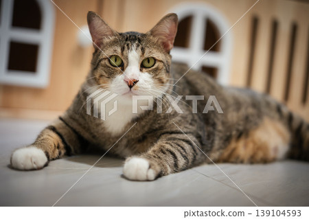 tabby cat resting on the floor at home tabby cat resting on the floor at home 139104593