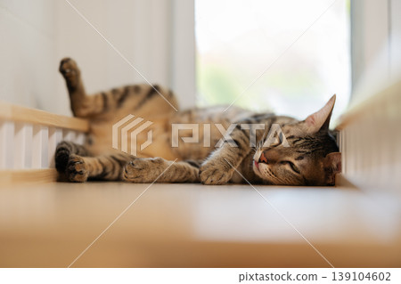 tabby cat sleeping on a modern wooden cat climber, cat tree tower tabby cat sleeping on a modern wooden cat climber, cat tree tower 139104602