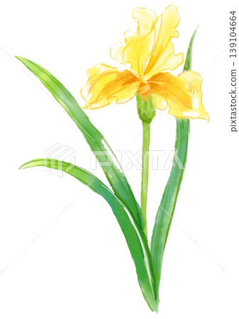 A hand-painted watercolor illustration of blooming yellow irises. 139104664