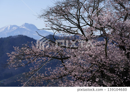 A single cherry tree in Takayama Village, Nagano Prefecture (Kurobe Edohigan cherry tree) A single cherry tree in Takayama Village, Nagano Prefecture (Kurobe Edohigan cherry tree) 139104680
