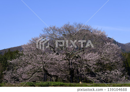 長野縣高山村的一棵櫻花樹(黑部江戶彼岸櫻花樹) 長野縣高山村的一棵櫻花樹(黑部江戶彼岸櫻花樹) 139104688
