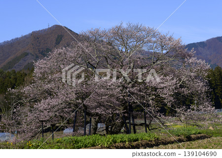 長野縣高山村的一棵櫻花樹(黑部江戶彼岸櫻花樹) 長野縣高山村的一棵櫻花樹(黑部江戶彼岸櫻花樹) 139104690