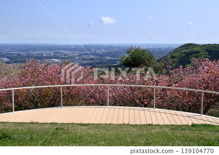 浪漫的茨城(雙櫻盛開的舞台全景)笠間市,愛宕天狗之森公園 浪漫的茨城(雙櫻盛開的舞台全景)笠間市,愛宕天狗之森公園 139104770