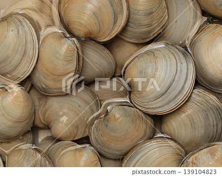 Photograph of a mirror clam specimen. Photograph of a mirror clam specimen. 139104823