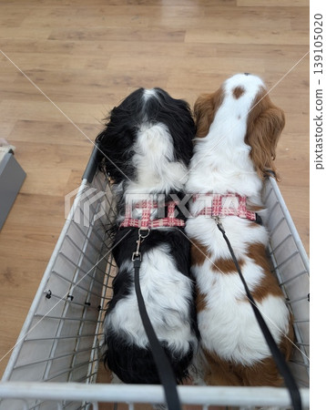 A rear view of two Cavalier King Charles Spaniels in a pet stroller, evoking images of shopping or going out. (Japan) A rear view of two Cavalier King Charles Spaniels in a pet stroller, evoking images of shopping or going out. (Japan) 139105020
