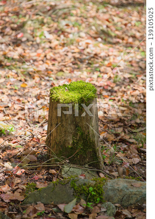 Tree stumps and fallen leaves in the mountains Tree stumps and fallen leaves in the mountains 139105025