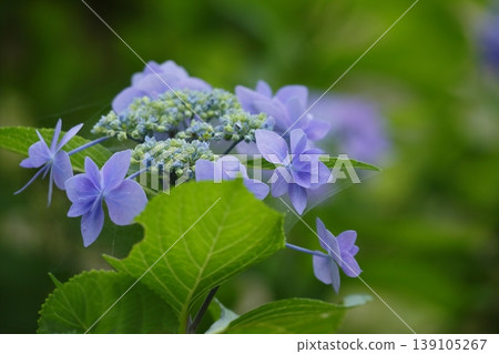 light purple hydrangea flower light purple hydrangea flower 139105267