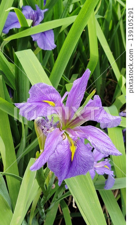 鳶尾花 鳶尾花 139105291