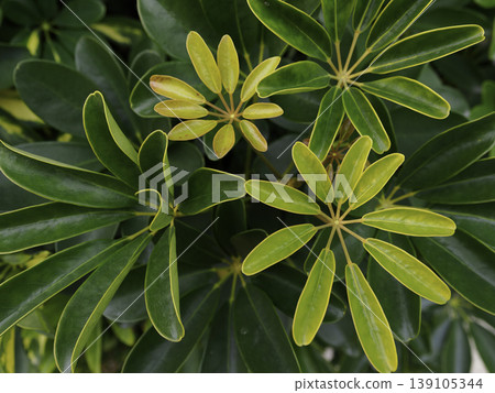A close-up of the Schefflera, a beautiful houseplant with leaves that spread out radially. A close-up of the Schefflera, a beautiful houseplant with leaves that spread out radially. 139105344